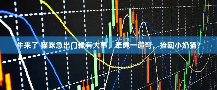 牛来了 猫咪急出门像有大事，牵绳一遛弯，捡回小奶猫？