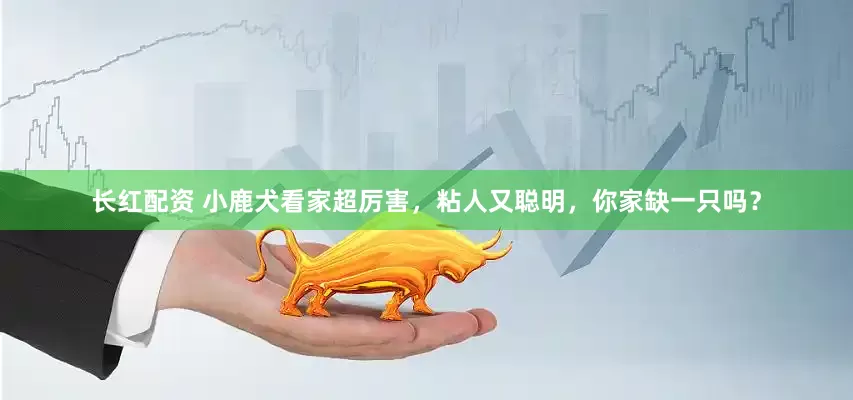 长红配资 小鹿犬看家超厉害，粘人又聪明，你家缺一只吗？